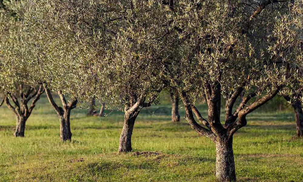 olive-oil-photo-01